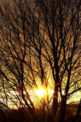 autumn sun behind branches of bare tree