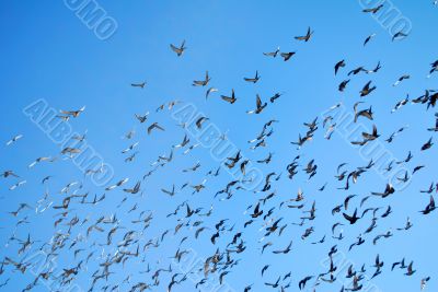 many flying pigeons