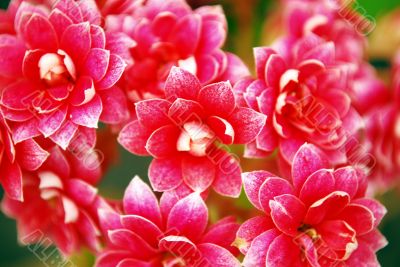 Flowers Close-up