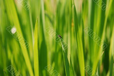 Bug on the leaf