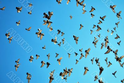 many flying pigeons