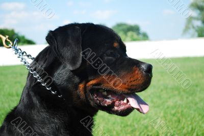 rottweiler