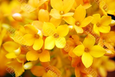 Flowers Close-up