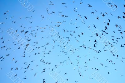 many flying pigeons