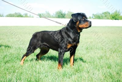 rottweiler