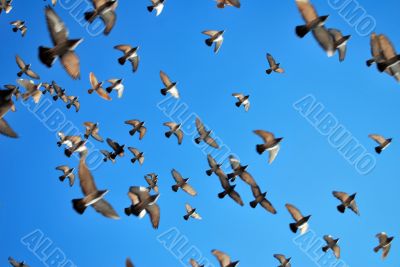 many flying pigeons