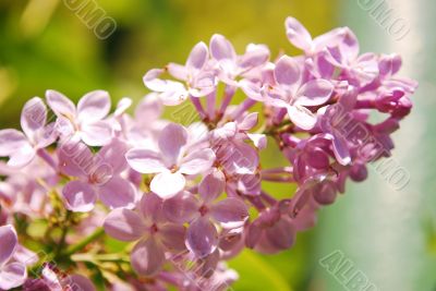 Lilac closeup