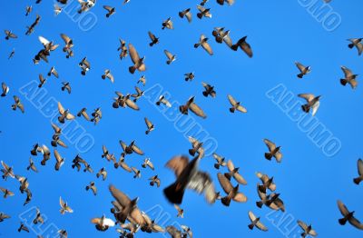 many flying pigeons