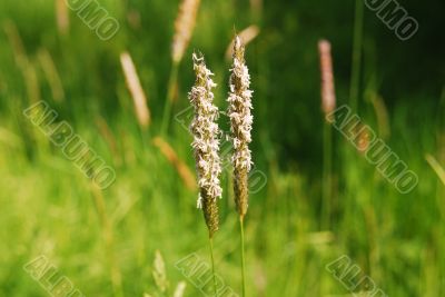 Flowering grass