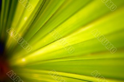 leaf closeup