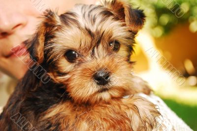 Yorkshire Terrier