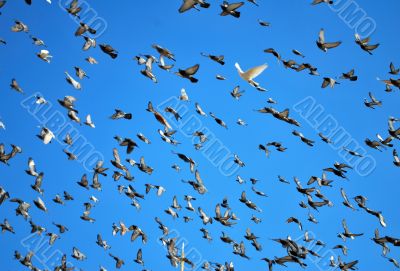 many flying pigeons