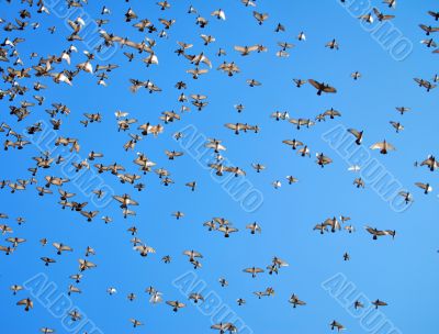 many flying pigeons