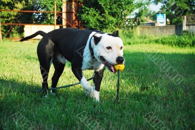 amstaff