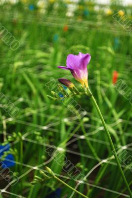 Freesia