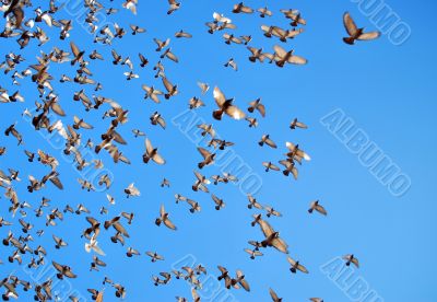 many flying pigeons