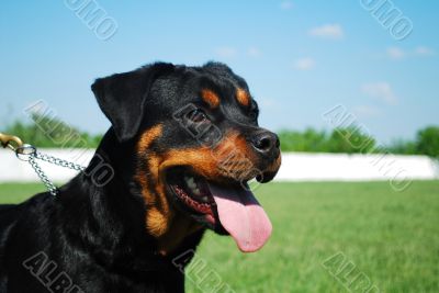 rottweiler