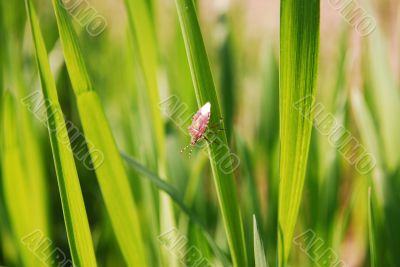 Bug on the leaf