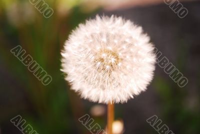 dandelion