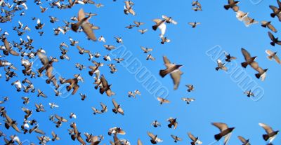 many flying pigeons