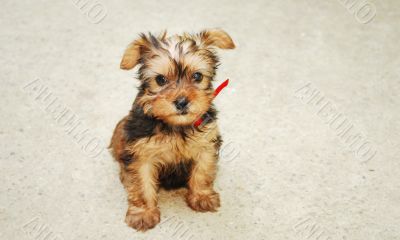 Yorkshire Terrier