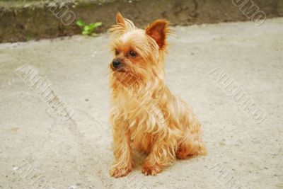 Yorkshire Terrier