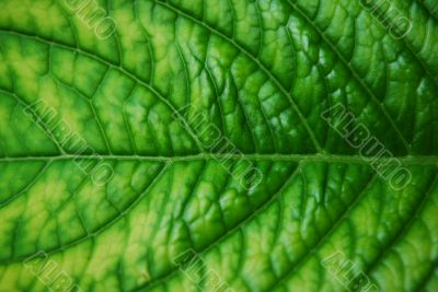 green leaf