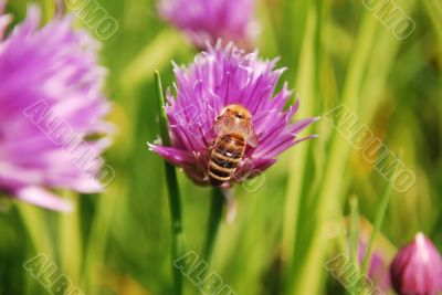 Bee and a flower