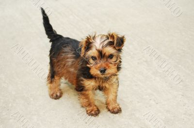 Yorkshire Terrier