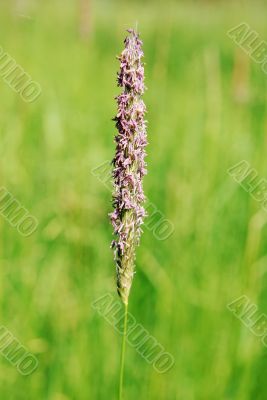 Flowering grass