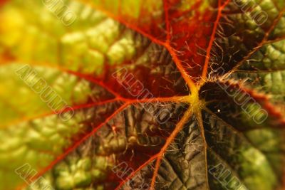 leaf closeup