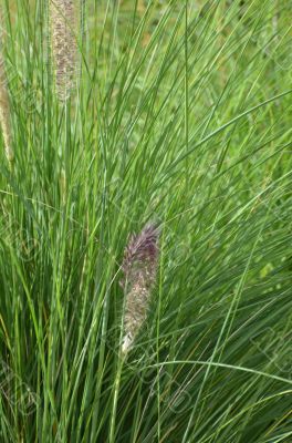 Green grass with seed head