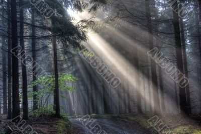 God beams - coniferous forest in fog