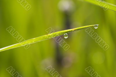 blade of grass with dew drop