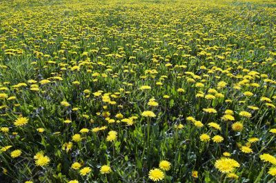 yellow meadow - ablaze with flowers