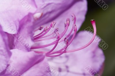 bloom of the rose-bay