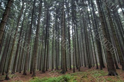 coniferous forest