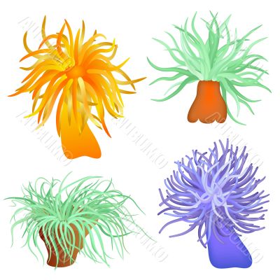 various sea anemones - vector