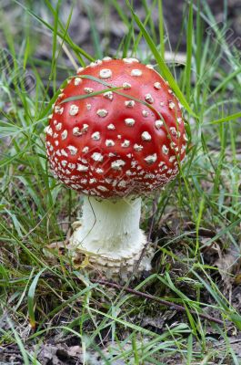 Amanita muscaria