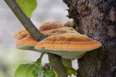 tree fungus