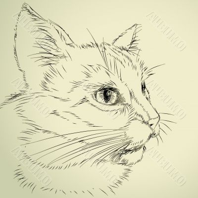 drawing of cat