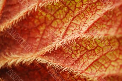 leaf closeup