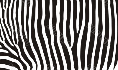 zebra texture