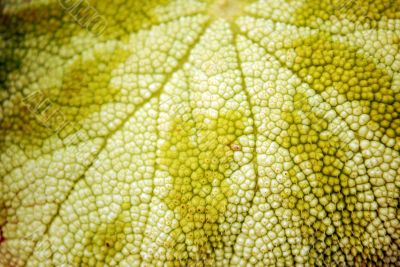 leaf closeup