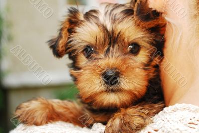 Yorkshire Terrier