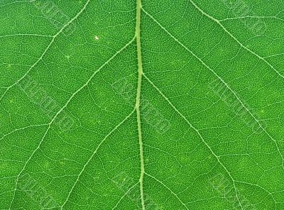 green leaf macro