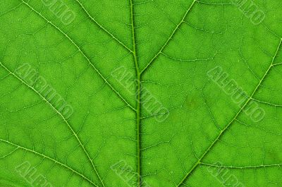 green leaf macro