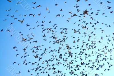 many flying pigeons