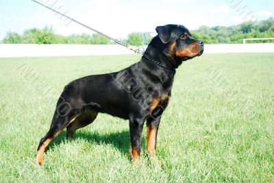 rottweiler