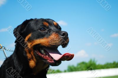 rottweiler